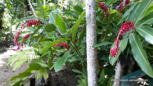 turtle_river_falls_jamaica_flora