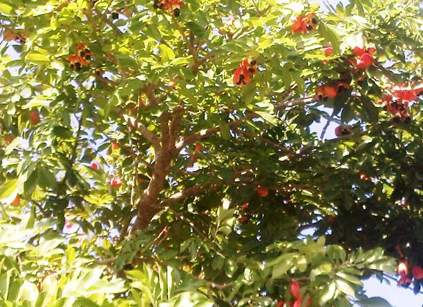 Ackee Production In Jamaica