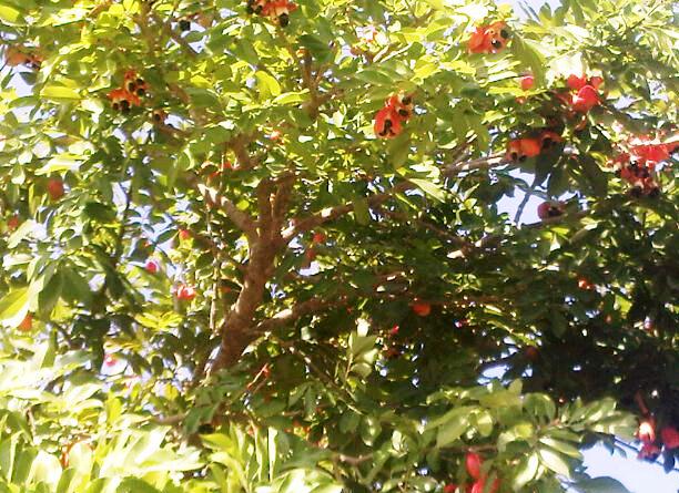 Ackee Production In Jamaica